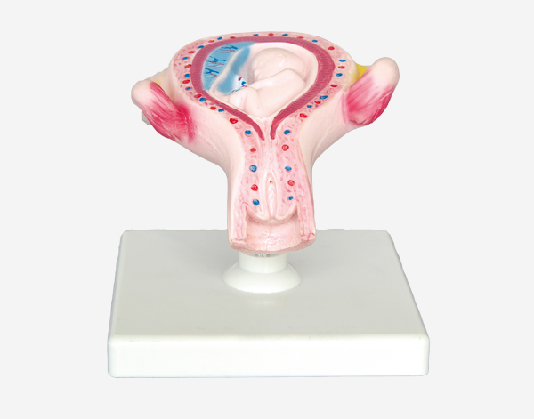 Human Development Set Model 