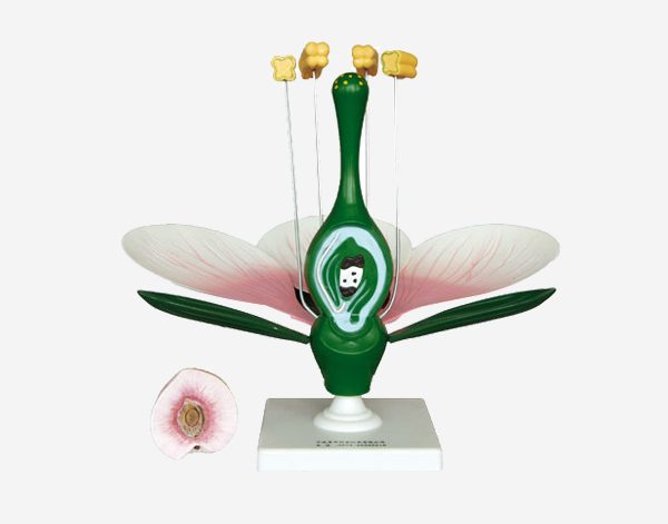 Flower Section Model 