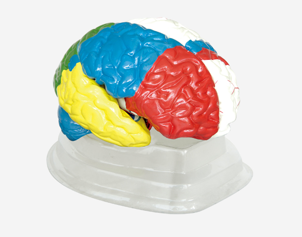 Human Neuro-Anatomical Brain