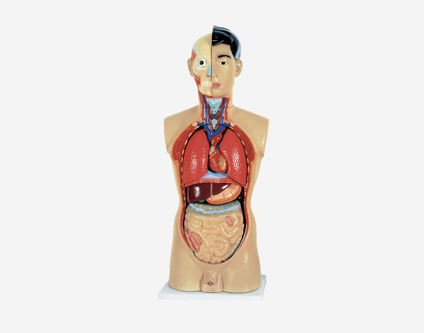 Human Torso Life Size