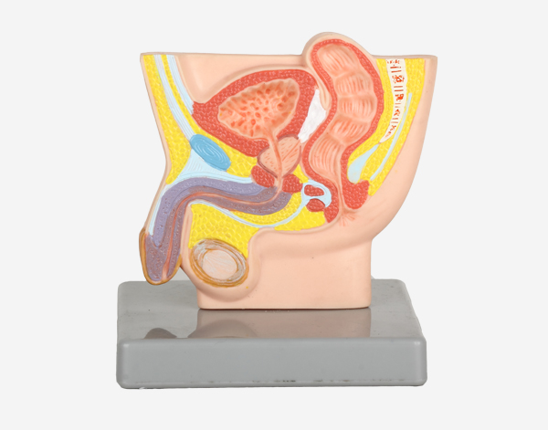 Model of Male Inguen Half Life Size 