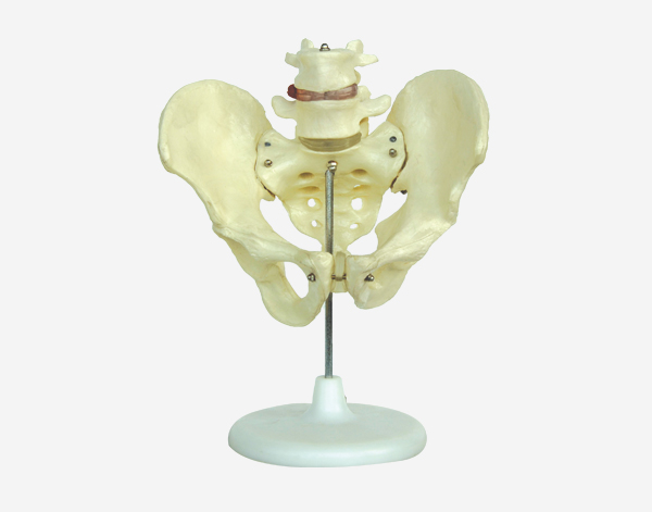 Male Pelvis Model 