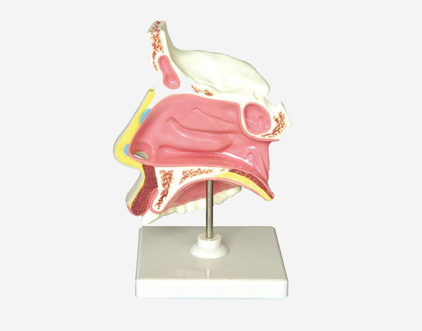  Human Nasal Cavity Life Size