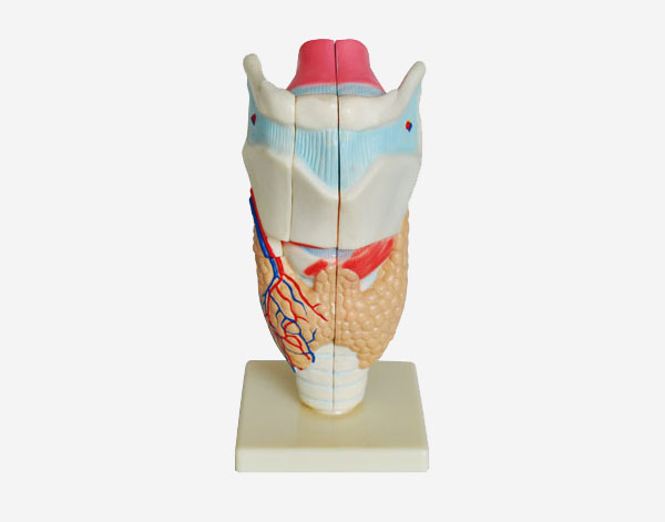  Human Larynx Model