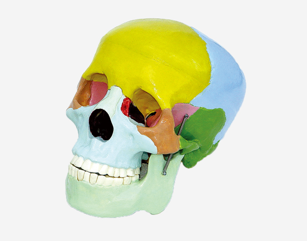 Human skul Model