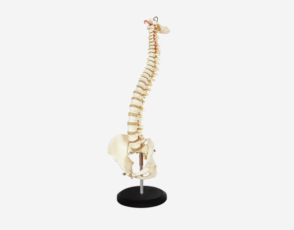 Human Vertebral Column and Plevis