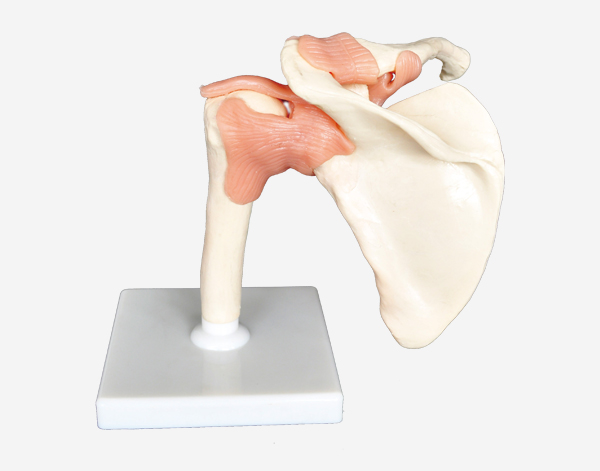 Shoulder Joint Functional Model